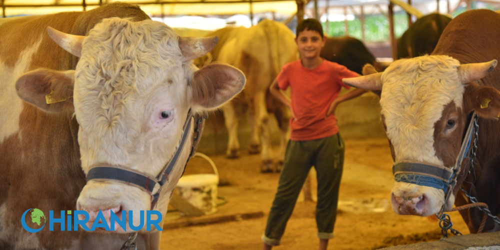 Kurban Ayetleri Kurban ile İlgili Hadisler Nelerdir Hiranur İlim ve